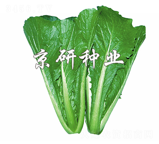 綠快3號(hào)-快菜種子-京研