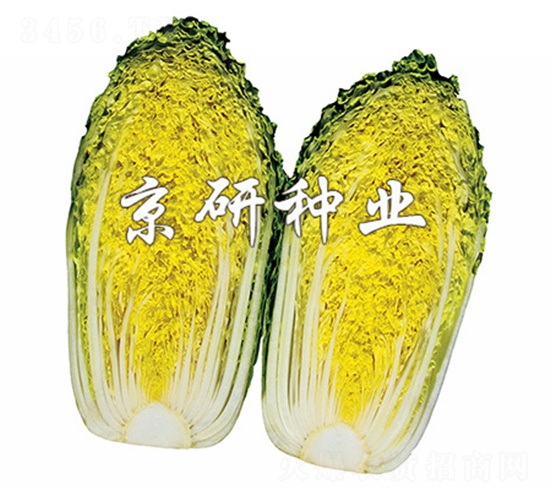 京春娃2號-娃娃菜種子-京研