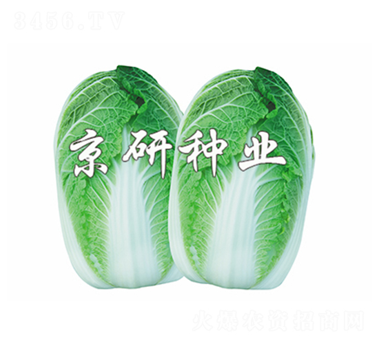 京春娃4號(hào)-娃娃菜種子-京研