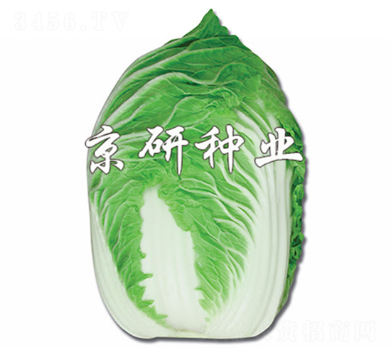 京春白-白菜種子-京研