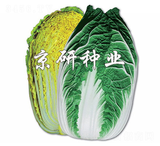 京春黃-白菜種子-京研