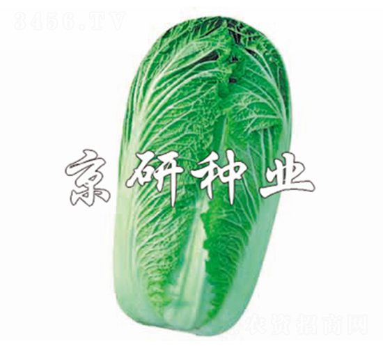 CR京秋新3號-白菜種子-京研