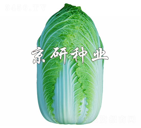 京春CR3-白菜種子-京研