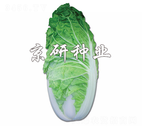 京夏5號-白菜種子-京研