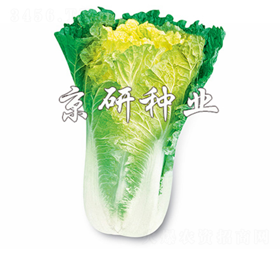 小雜56號(hào)-白菜種子-京研