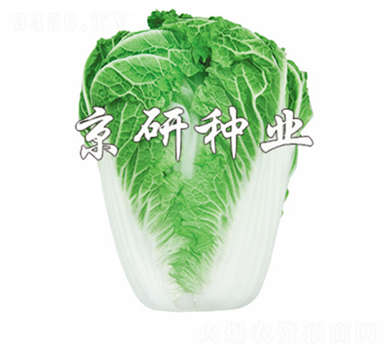 京秋14-19-白菜種子-京研