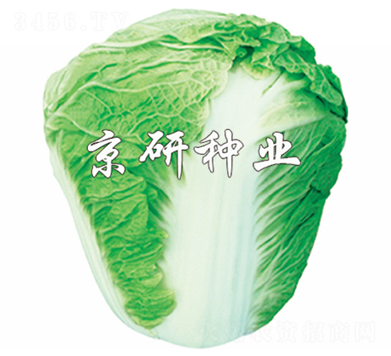 京秋65號-白菜種子-京研