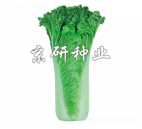 京翠55號-白菜種子-京研