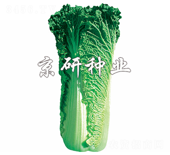 京翠60號-白菜種子-京研
