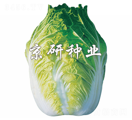 北京68號-白菜種子-京研