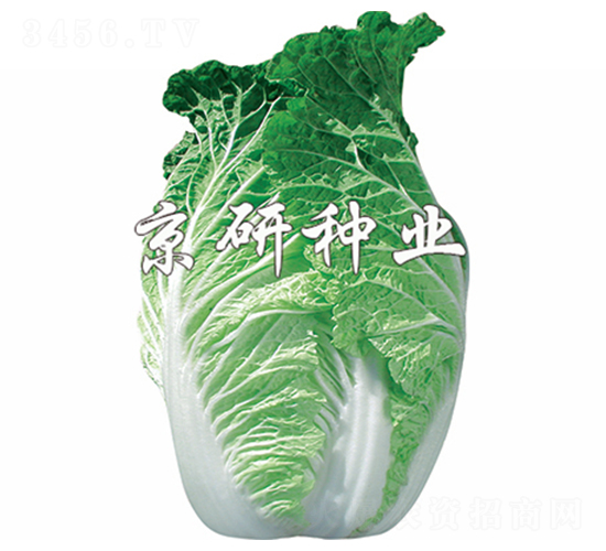 京秋75號-白菜種子-京研