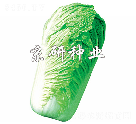 北京新3號(hào)-白菜種子-京研