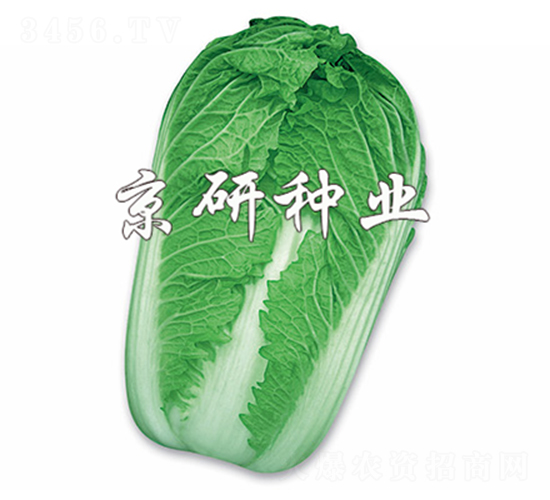 京秋3號-白菜種子-京研