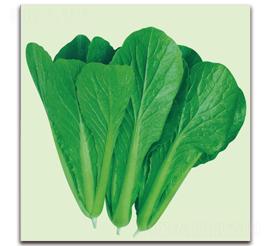 完美-小白菜種子-荷瑞斯