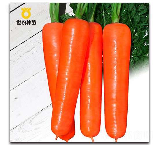 紅宴-胡蘿卜種子-世農(nóng)種苗