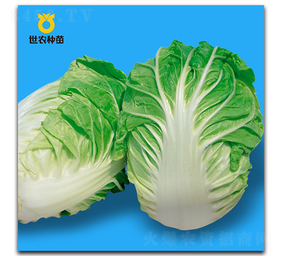 夏冠-白菜種子-世農(nóng)種苗