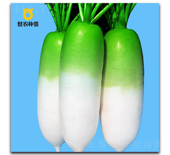 世農(nóng)816-蘿卜種子-世農(nóng)種苗