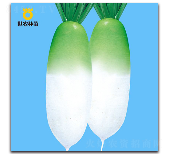 碧玉-蘿卜種子-世農(nóng)種苗