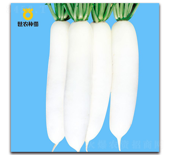 白玉夏-蘿卜種子-世農(nóng)種苗