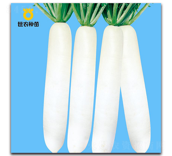 YR白春-蘿卜種子-世農(nóng)種苗