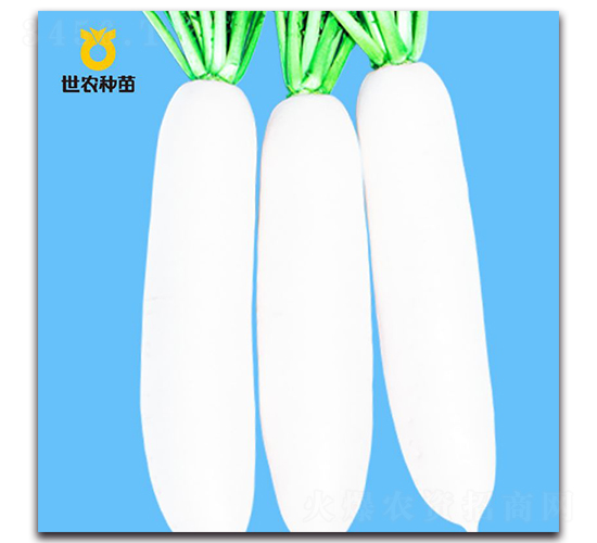 玉山白雪-蘿卜種子-世農(nóng)種苗