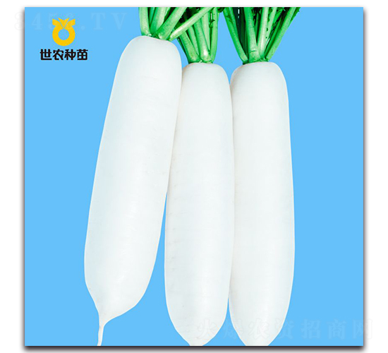 雪靈-蘿卜種子-世農(nóng)種苗