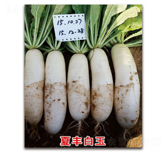 夏豐白玉-蘿卜種子-黃瀧種子