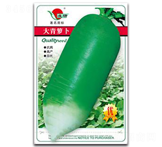 大青蘿卜-蘿卜種子-仁大農(nóng)業(yè)