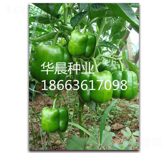 凱特（荷蘭）-甜椒種子-華晨種業(yè)