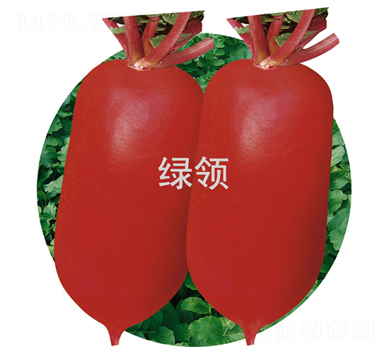 夏紅2號-蘿卜種子-綠領(lǐng)種業(yè)