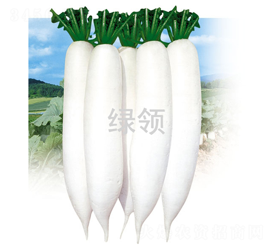 夏白1號(hào)-蘿卜種子-綠領(lǐng)種業(yè)
