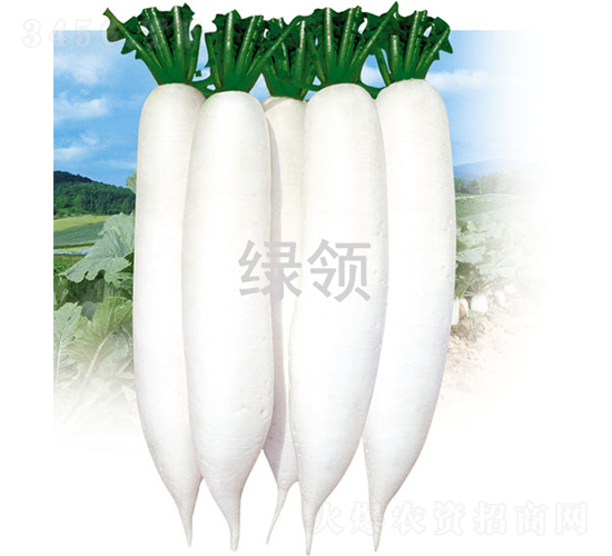 秋白1號(hào)-蘿卜種子-綠領(lǐng)種業(yè)