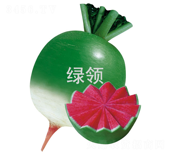 綠領(lǐng)滿堂紅-蘿卜種子-綠領(lǐng)種業(yè)