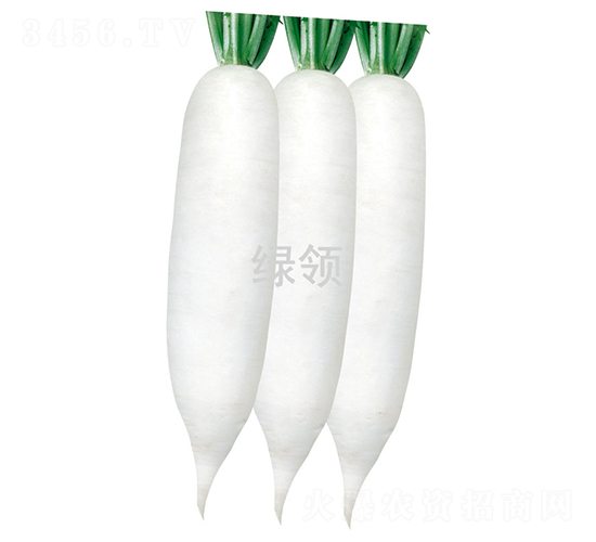 漢白玉1號-蘿卜種子-綠領種業(yè)