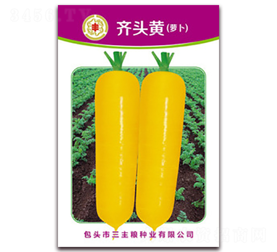 齊頭黃蘿卜-蘿卜種子-三主糧
