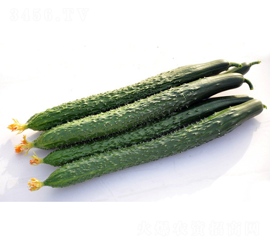 DY101-黃瓜種子-福宸農(nóng)業(yè)