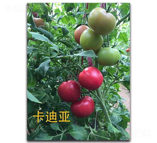 卡迪亞-番茄種子-多美農(nóng)
