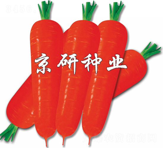 紅芯100-胡蘿卜種子-京研