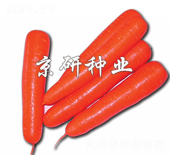 紅芯120-胡蘿卜種子-京研