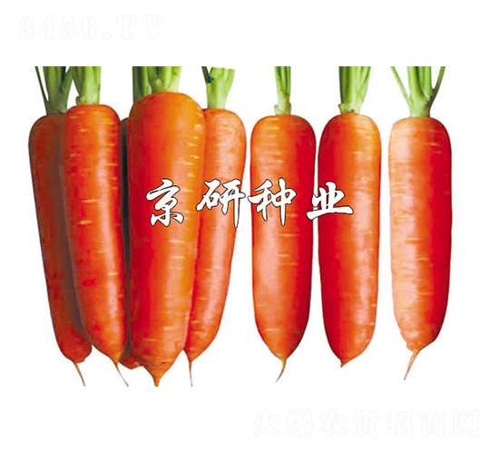 華譽(yù)208-胡蘿卜種子-京研