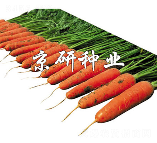 華譽218-胡蘿卜種子-京研