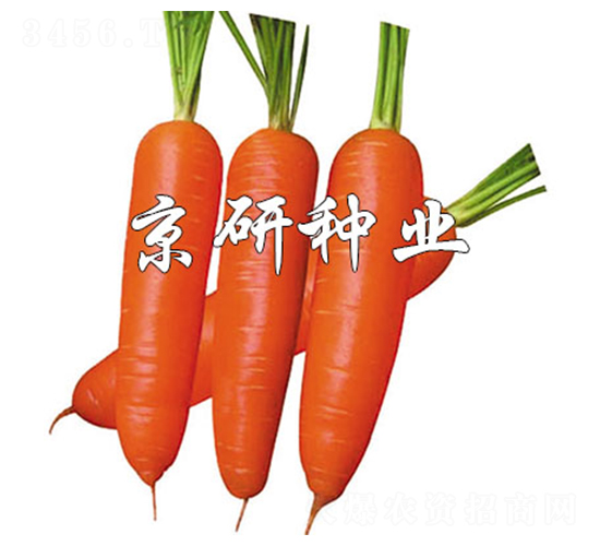 華譽(yù)228-胡蘿卜種子-京研