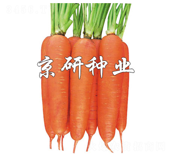 華譽258-胡蘿卜種子-京研