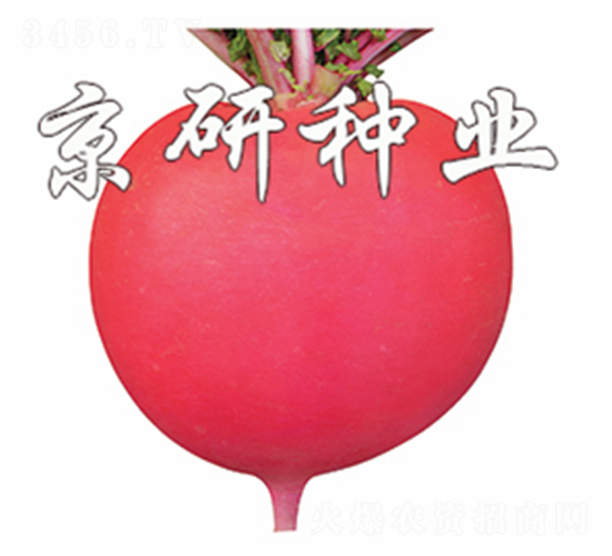 京紅4號-蘿卜種子-京研