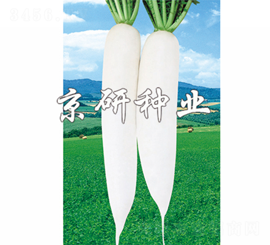 天麗1號-蘿卜種子-京研