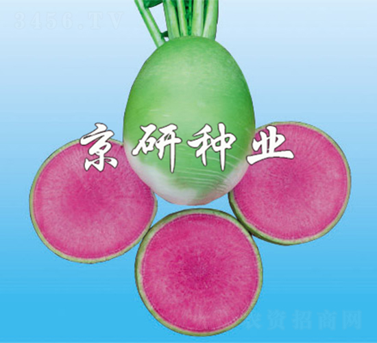 京脆2號-蘿卜種子-京研