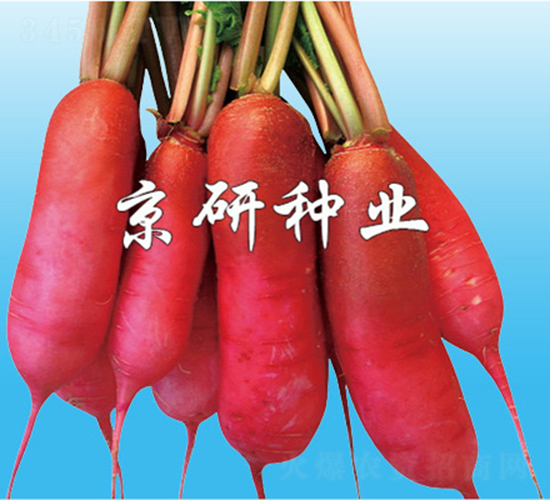 京研水蘿卜-蘿卜種子-京研
