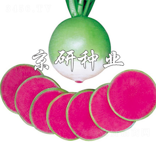 改良滿(mǎn)堂紅-蘿卜種子-京研