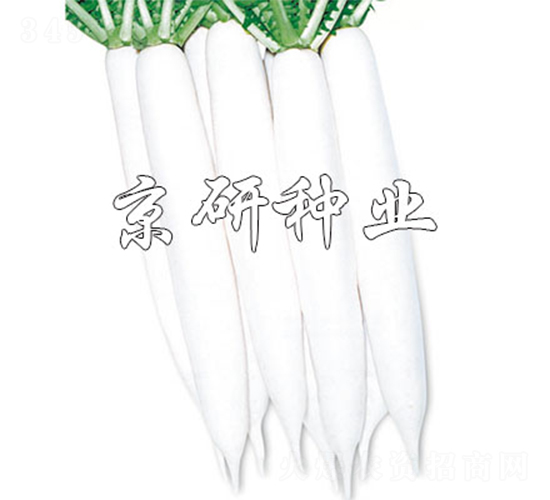 京研美濃-蘿卜種子-京研