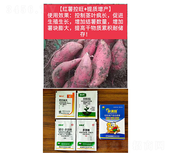 【紅薯控旺+提質增產(chǎn)】-胖滿園-糧滿噸